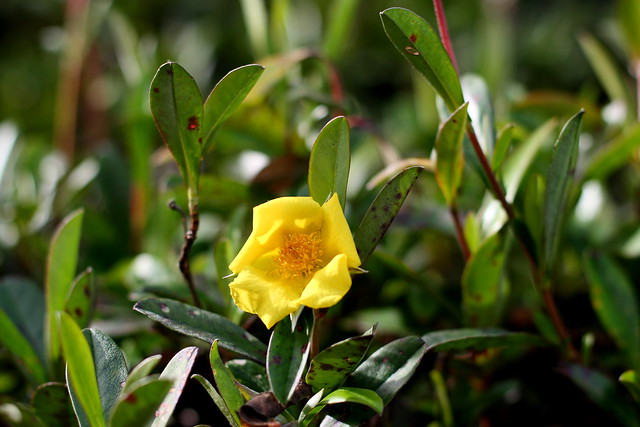 Golden Guinea Flower
