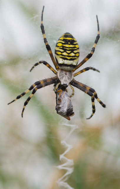 wasp spider eating prey