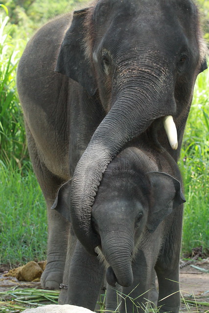 ¡TAILANDIA EN CHANCLETAS! - Blogs de Tailandia - Patara Elephant Farm (1)