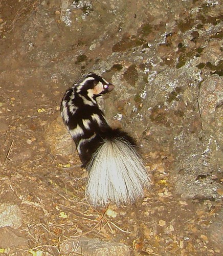 spotted skunk