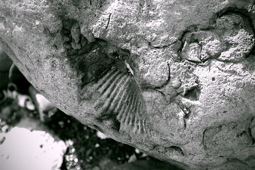 A fossil at Fossil Bay