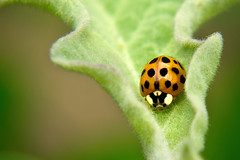 Lady Bird (Lady bug) - Beneficial Insect