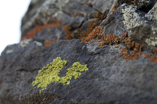 lichenscapes