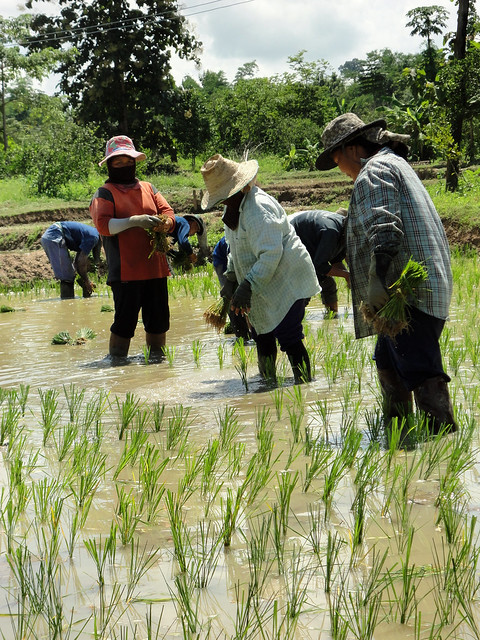 Thailand 7 planting rice