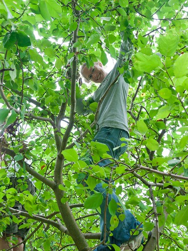 Susan the tree climber