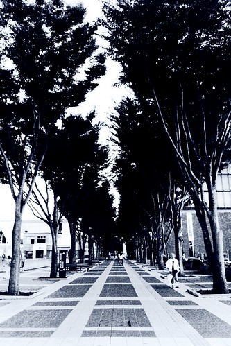 Tsukuba Center trees