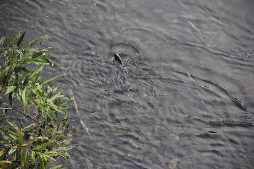 Found salmon swimming up the river in Hokkaido 北海道、道東の川で鮭の遡上を発見！
