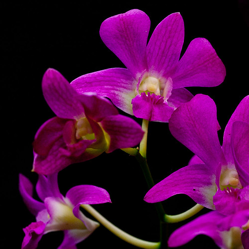 Squared Orchids