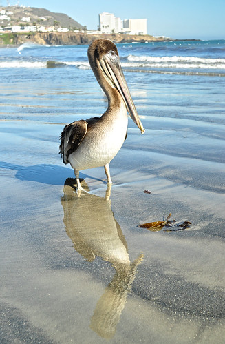 pelicano by Rodolfo García Photography