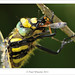 Golden-ringed Dragonfly ♂ Eating Meal