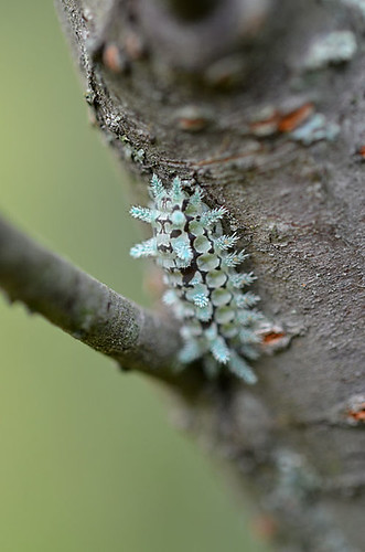 caterpillar lichen
