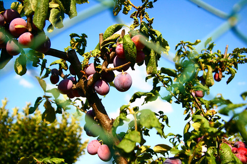 Grapes at Azienda Agricola Il Ciliegio in Tuscany