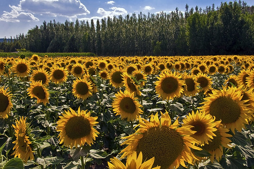 Tarde de girasoles - Evening of sunflowers by Marco Antonio Losas