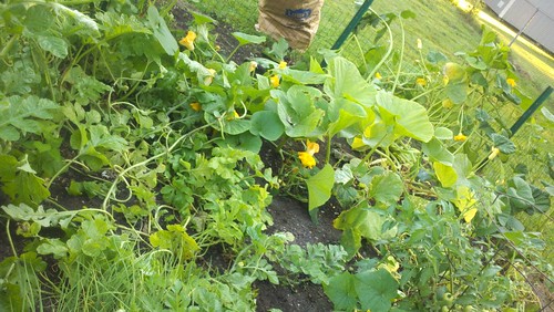 My garden. Mostly pumpkins now. I had to thin stuff out to help the pumpkins grow.