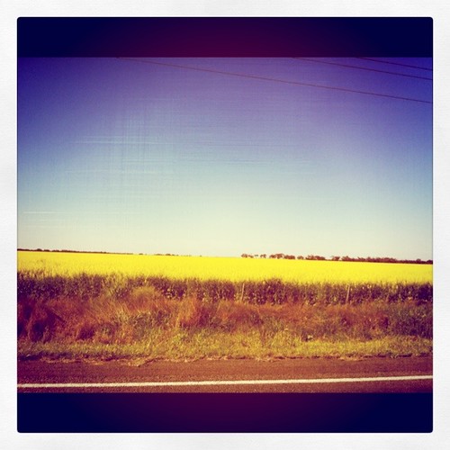 car travel with kids - canola