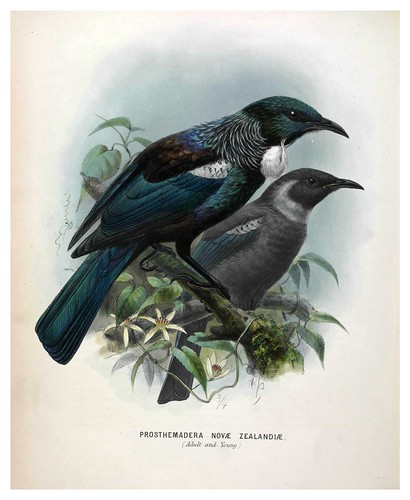 005-A History of the Birds of New Zealand 1873-Sir Walter Lawry Buller