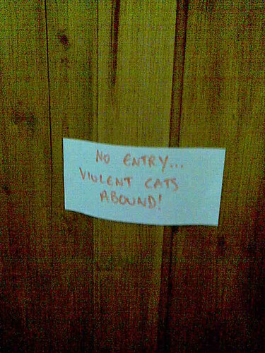 violent cats