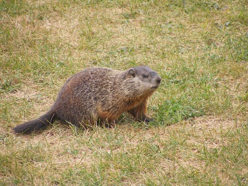 Groundhog number 2