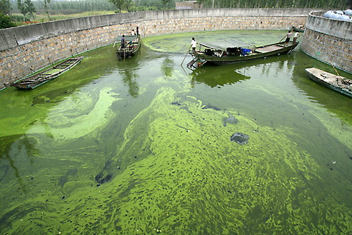 algae-image