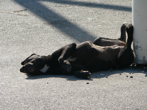 Herculaneum - dog having siesta P1000395 by ianw1951