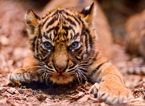  フリー写真素材, 動物, 哺乳類, 虎・トラ,  