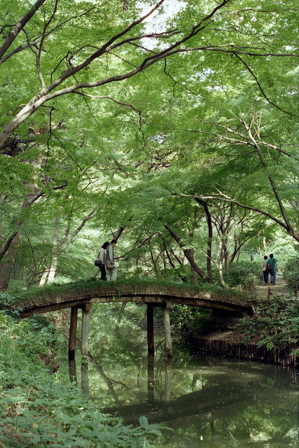 緑の木橋