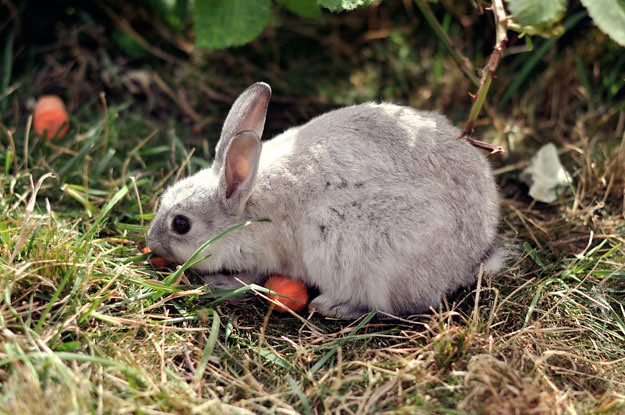 bunny with carrots