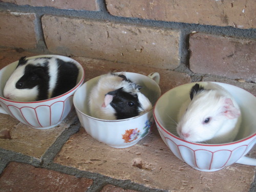 our teacup baby pigs!!!