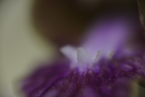 Testing, Reverse 50mm onto extension tubes