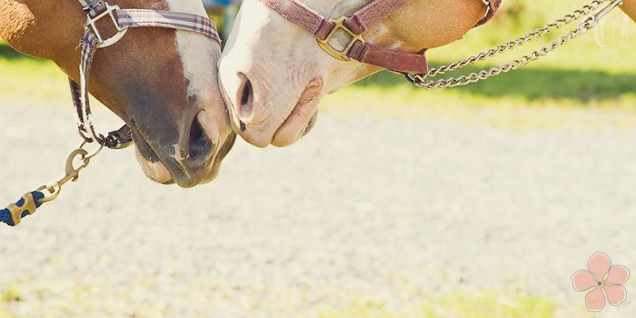 Halifax NS Wedding Portrait Horse Equine photography - Splash & Donna - Nicole Payzant -  (24 of 26)