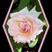 Rose-Rose-Garden-02