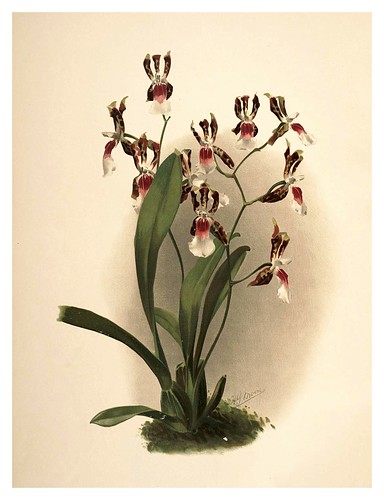 030-Odontoglossum Schröderianum-Reichenbachia-Orchids illustrated and described..VolI I-1888-F.Sander