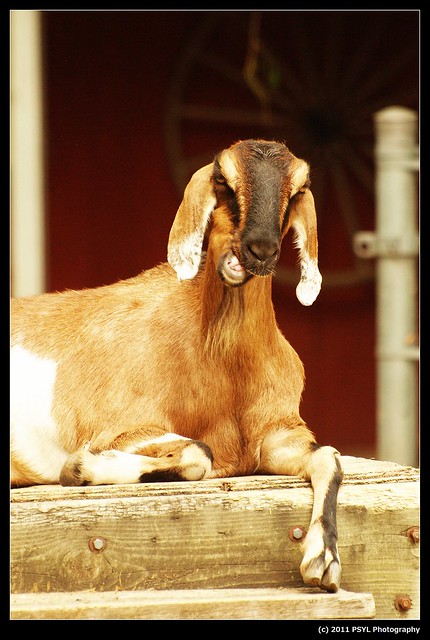 Domestic goat (Capra aegagrus hircus)