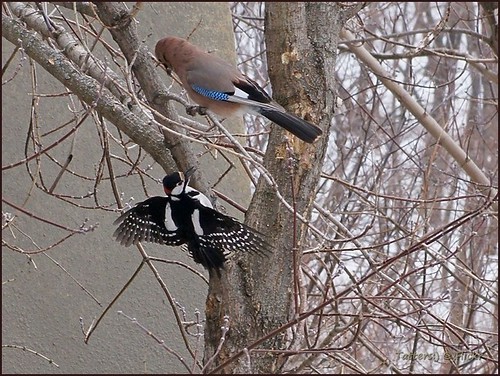 Woodpecker and Jay ©  Tatters 