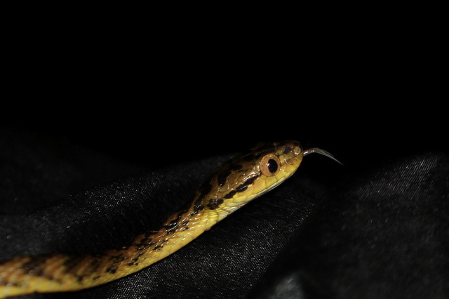 Cat Snake - Pupil