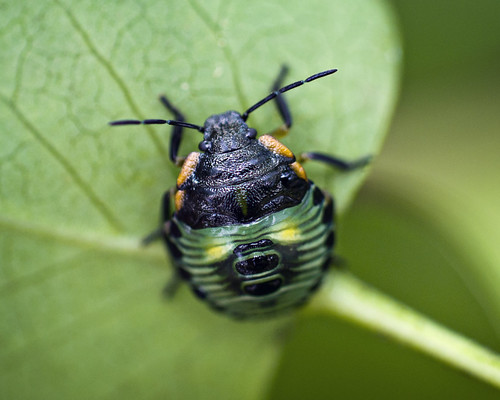 green stink bug nymph