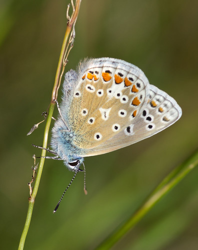 common blue butterfly_