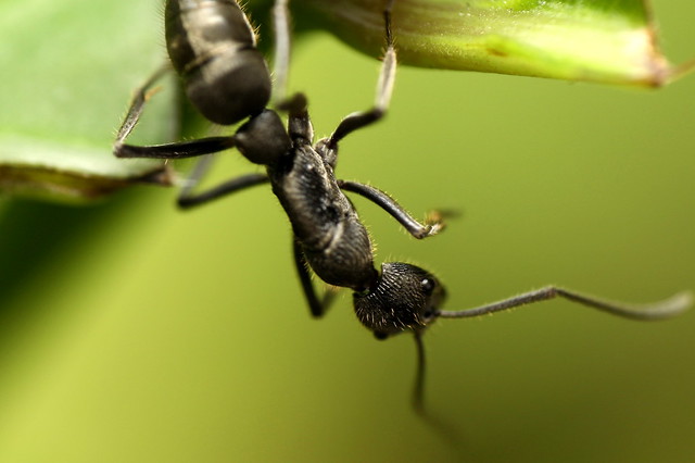 big black ant