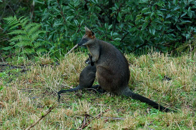 Swamp Wallaby with Joey