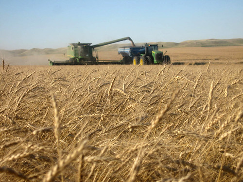 Cutting seed wheat in Regent.