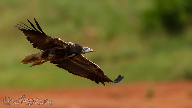 Juvenile Egyptian Vulture