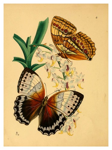 001-The cabinet of oriental entomology…1848- John Obadiah Westwood