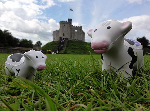 Cows at Cardiff Castle