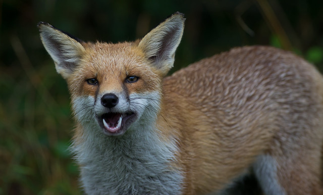 red fox_