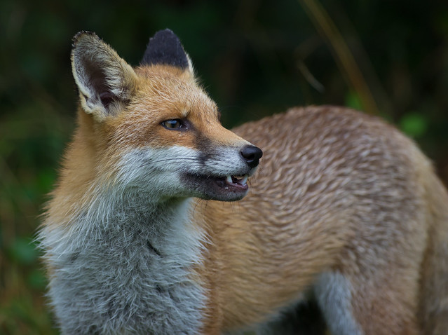 red fox 3