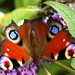 Preston Peacock Butterfly