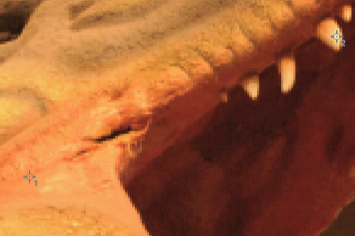 Dinosaur detail