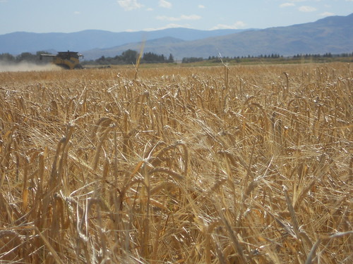 Barley with mountains