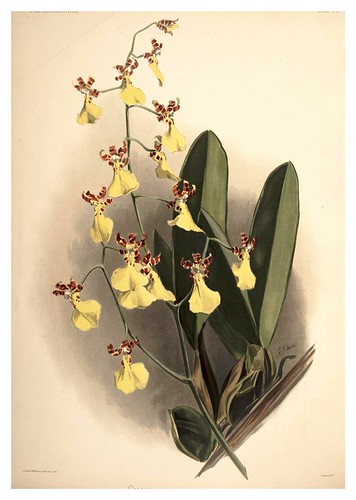 022-Oncidium Splendidum-Reichenbachia-Orchids illustrated and described..VolI I-1888-F.Sander
