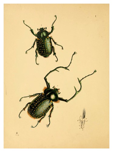 019-The cabinet of oriental entomology…1848- John Obadiah Westwood